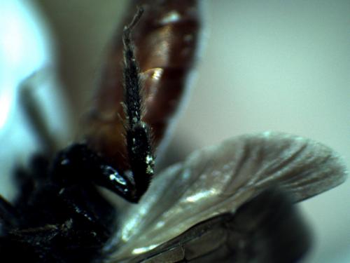 Réf. 249 051 : Sphecodes albilabris